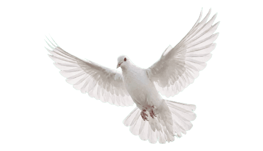 Paloma blanca en vuelo